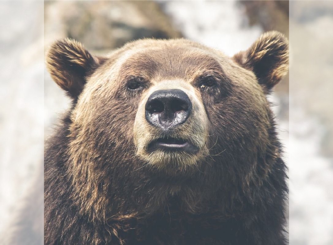 Image of bear that has been cropped on the sides
